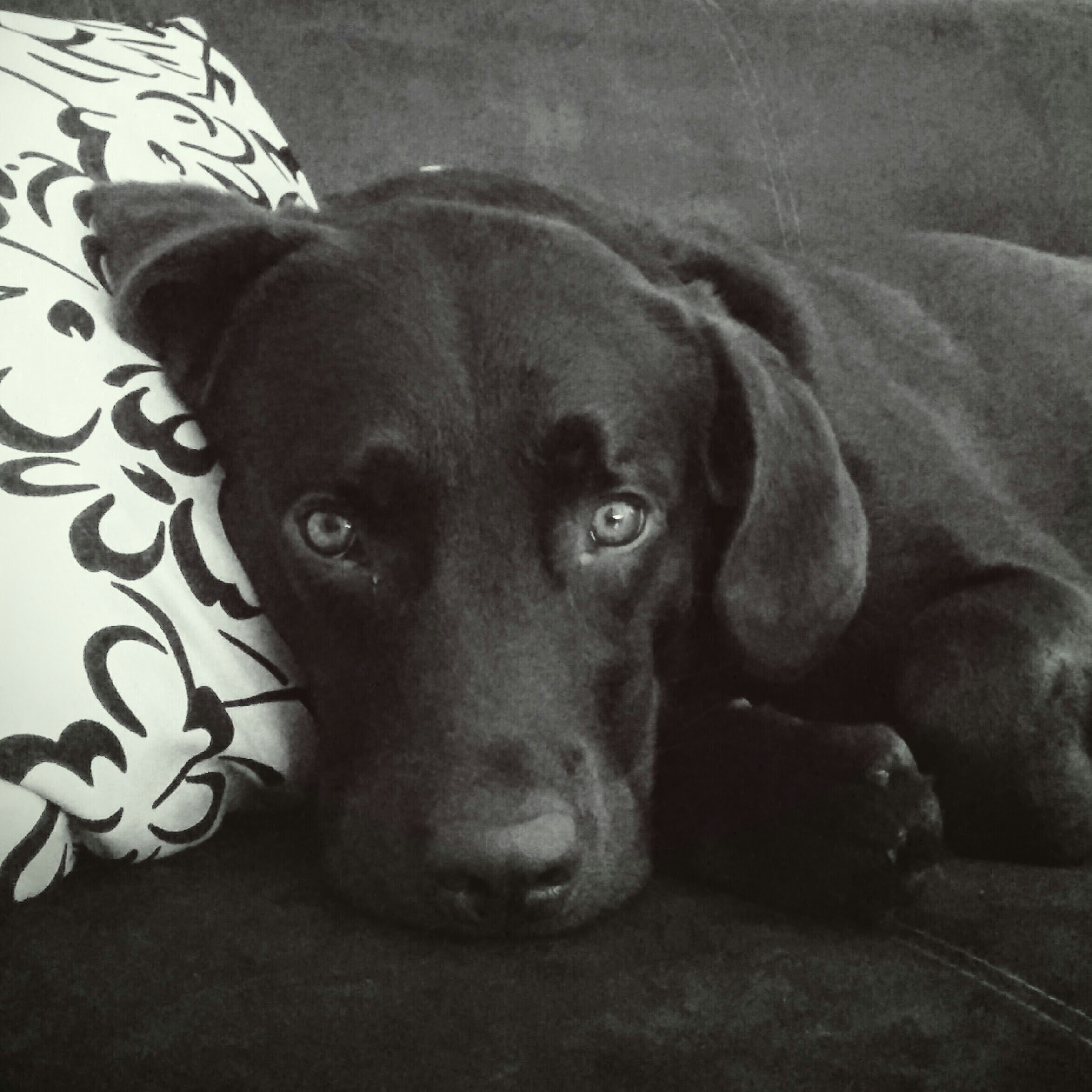 Chocolate Labrador